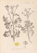 Herbier de la flore française Pl0137 - Louis Antoine Cusin — Ansicht des Kunstwerks