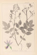 Herbier de la flore française Pl0139 - Louis Antoine Cusin — vista dell’opera