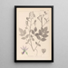 Herbier de la flore française Pl0139 - Louis Antoine Cusin — quadro incorniciato alla parete