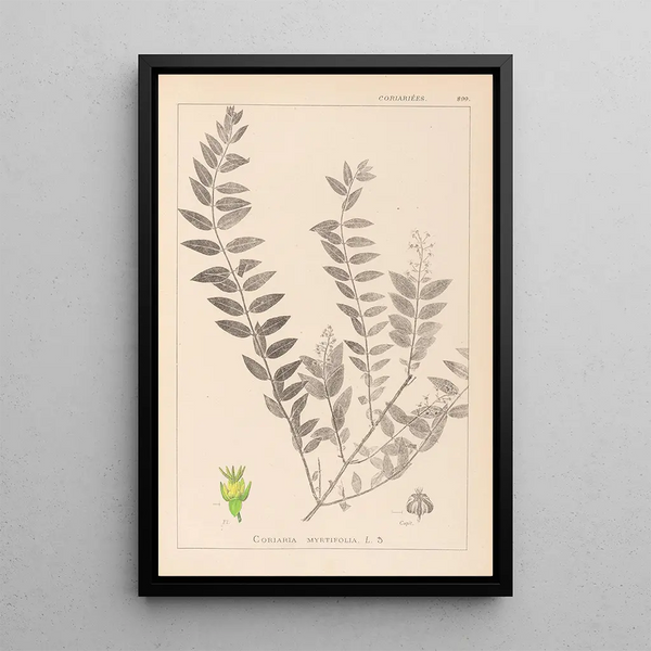 Louis Antoine Cusin - Herbier de la flore franaise Pl0140.webp