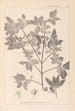 Herbier de la flore française Pl0141 - Louis Antoine Cusin — vista dell’opera