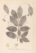 Herbier de la flore française Pl0142 - Louis Antoine Cusin — vista dell’opera