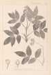 Herbier de la flore française Pl0143 - Louis Antoine Cusin — vista dell’opera