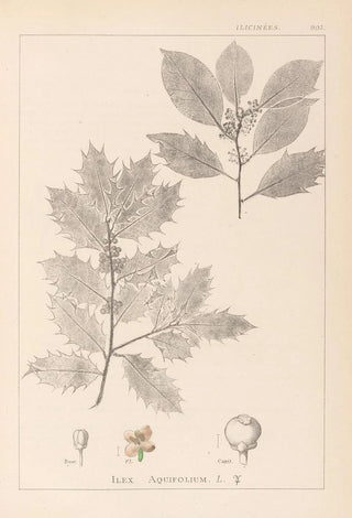 Louis Antoine Cusin - Herbier de la flore franaise Pl0144.webp