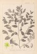 Herbier de la flore française Pl0145 - Louis Antoine Cusin — vista dell’opera