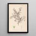 Herbier de la flore française Pl0148 - Louis Antoine Cusin — quadro incorniciato alla parete