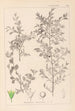Herbier de la flore française Pl0149 - Louis Antoine Cusin — Ansicht des Kunstwerks