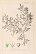 Herbier de la flore française Pl0150 - Louis Antoine Cusin — vista dell’opera