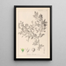 Herbier de la flore française Pl0150 - Louis Antoine Cusin — quadro incorniciato alla parete
