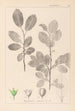 Herbier de la flore française Pl0151 - Louis Antoine Cusin — Ansicht des Kunstwerks