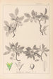 Herbier de la flore française Pl0152 - Louis Antoine Cusin — vista dell’opera