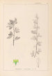 Herbier de la flore française Pl0153 - Louis Antoine Cusin — vista dell’opera