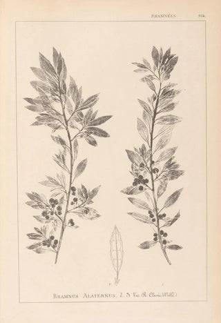 Louis Antoine Cusin - Herbier de la flore franaise Pl0155.webp