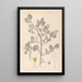 Herbier de la flore française Pl0156 - Louis Antoine Cusin — quadro incorniciato alla parete