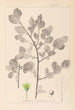 Herbier de la flore française Pl0156 - Louis Antoine Cusin — vista dell’opera
