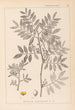 Herbier de la flore française Pl0157 - Louis Antoine Cusin — vista dell’opera
