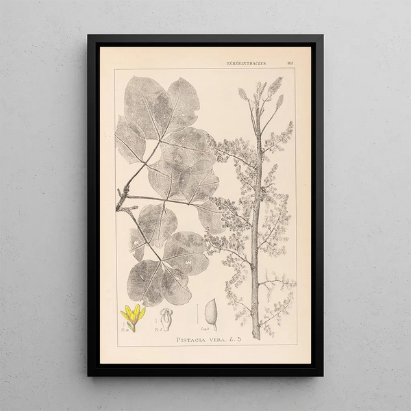 Louis Antoine Cusin - Herbier de la flore franaise Pl0159.webp