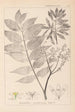 Herbier de la flore française Pl0162 - Louis Antoine Cusin — vista dell’opera