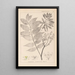 Herbier de la flore française Pl0162 - Louis Antoine Cusin — quadro incorniciato alla parete