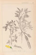 Herbier de la flore française Pl0163 - Louis Antoine Cusin — Ansicht des Kunstwerks