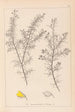 Herbier de la flore française Pl0165 - Louis Antoine Cusin — Ansicht des Kunstwerks
