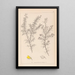 Herbier de la flore française Pl0165 - Louis Antoine Cusin — gerahmtes Bild an der Wand
