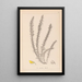 Herbier de la flore française Pl0166 - Louis Antoine Cusin — quadro incorniciato alla parete