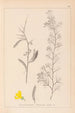 Herbier de la flore française Pl0168 - Louis Antoine Cusin — Ansicht des Kunstwerks