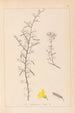Herbier de la flore française Pl0169 - Louis Antoine Cusin — vista dell’opera