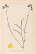 Herbier de la flore française Pl0170 - Louis Antoine Cusin — Ansicht des Kunstwerks