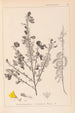 Herbier de la flore française Pl0171 - Louis Antoine Cusin — vista dell’opera