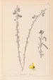 Herbier de la flore française Pl0172 - Louis Antoine Cusin — vista dell’opera