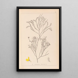 Louis Antoine Cusin - Herbier de la flore franaise Pl0173.webp
