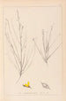 Herbier de la flore française Pl0175 - Louis Antoine Cusin — Ansicht des Kunstwerks