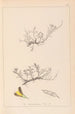 Herbier de la flore française Pl0177 - Louis Antoine Cusin — vista dell’opera
