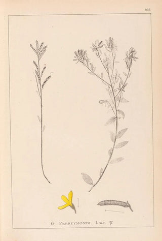 Louis Antoine Cusin - Herbier de la flore franaise Pl0179.webp