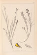 Herbier de la flore française Pl0180 - Louis Antoine Cusin — Ansicht des Kunstwerks