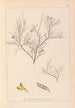 Herbier de la flore française Pl0181 - Louis Antoine Cusin — vista dell’opera