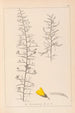 Herbier de la flore française Pl0182 - Louis Antoine Cusin — vista dell’opera