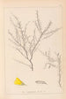 Herbier de la flore française Pl0183 - Louis Antoine Cusin — Ansicht des Kunstwerks
