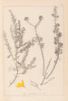 Herbier de la flore française Pl0184 - Louis Antoine Cusin — vista dell’opera