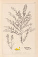 Herbier de la flore française Pl0185 - Louis Antoine Cusin — Ansicht des Kunstwerks