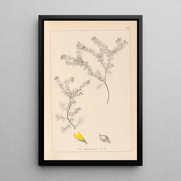 Louis Antoine Cusin - Herbier de la flore franaise Pl0186.webp