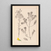 Herbier de la flore française Pl0188 - Louis Antoine Cusin — quadro incorniciato alla parete