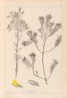 Herbier de la flore française Pl0188 - Louis Antoine Cusin — vista dell’opera