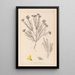 Herbier de la flore française Pl0189 - Louis Antoine Cusin — gerahmtes Bild an der Wand