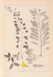 Herbier de la flore française Pl0192 - Louis Antoine Cusin — Ansicht des Kunstwerks