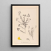 Herbier de la flore française Pl0193 - Louis Antoine Cusin — quadro incorniciato alla parete