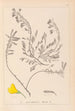 Herbier de la flore française Pl0194 - Louis Antoine Cusin — Ansicht des Kunstwerks