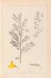 Herbier de la flore française Pl0197 - Louis Antoine Cusin — Ansicht des Kunstwerks